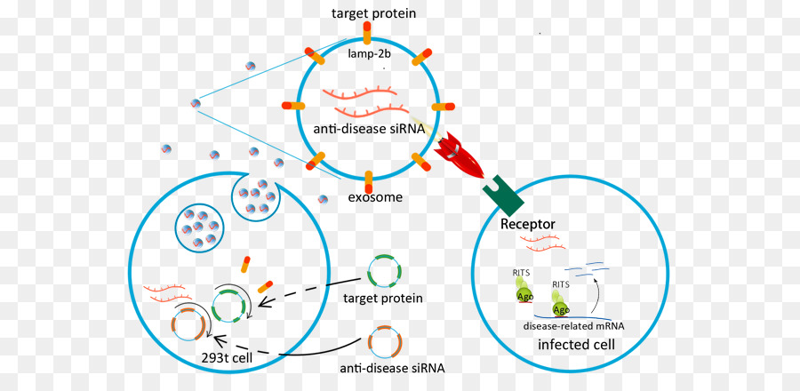 Exosome，Virus PNG