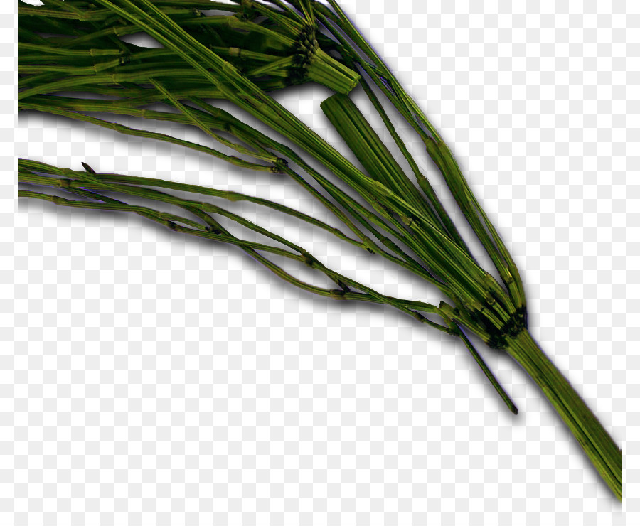 Daun Bawang，Herba PNG