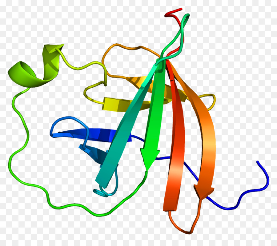 Struktur Protein，Molekul PNG