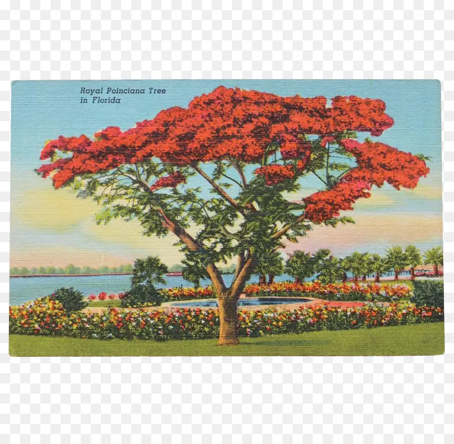Pohon，Royal Poinciana PNG