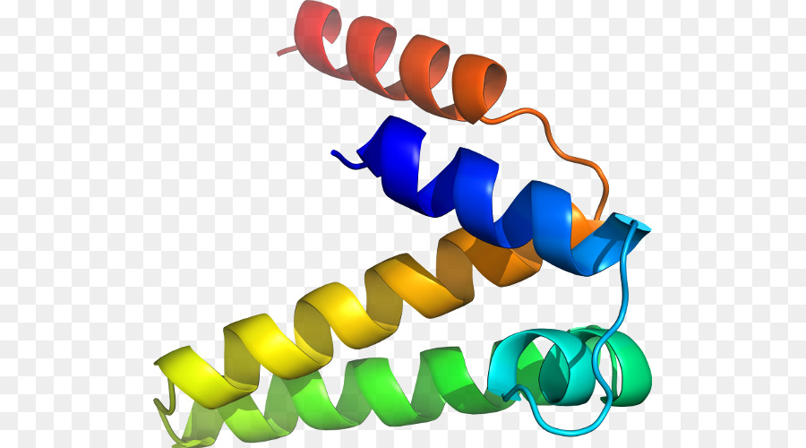 Struktur Protein，Molekul PNG