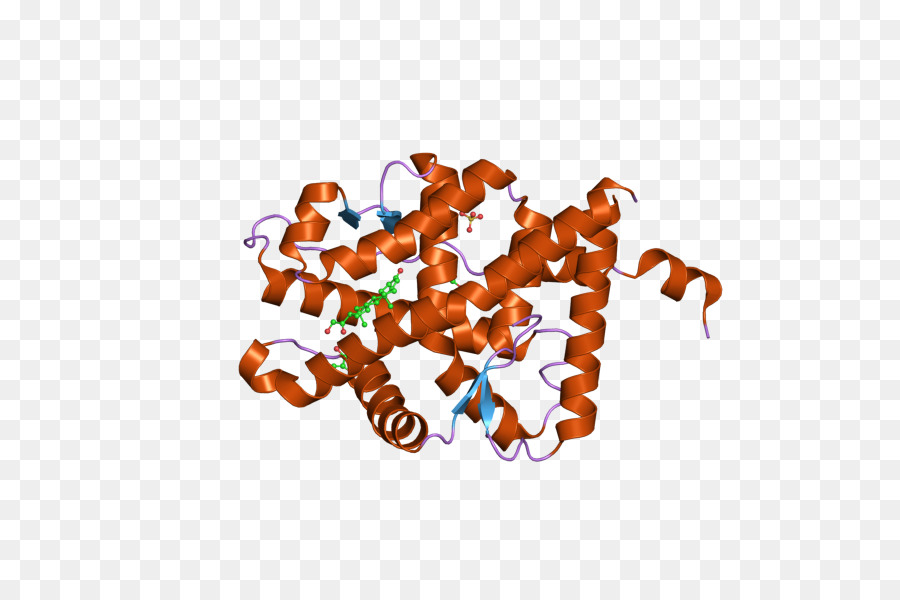 Struktur Protein，Molekul PNG