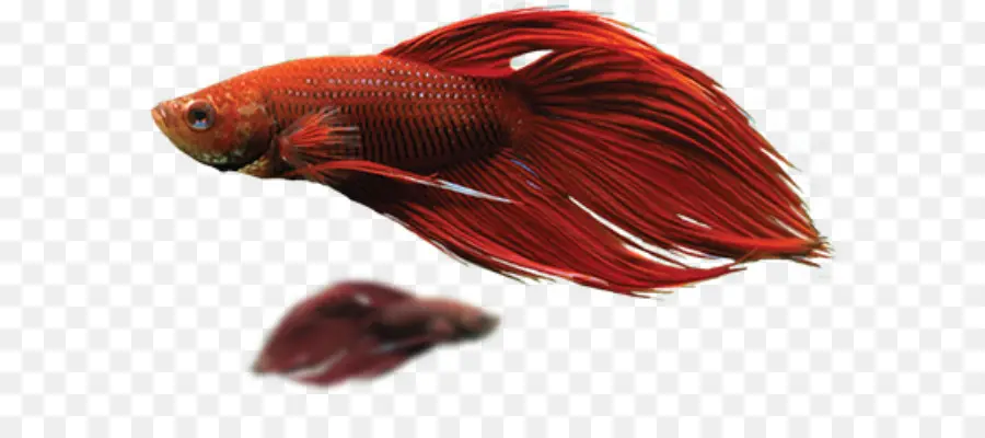 Ikan Merah，Akuatik PNG