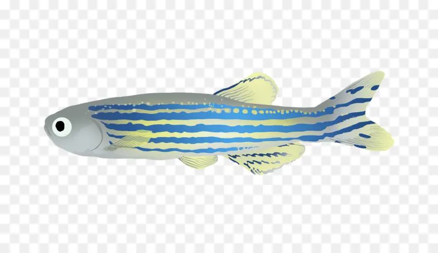 Ikan Zebra，Biru PNG