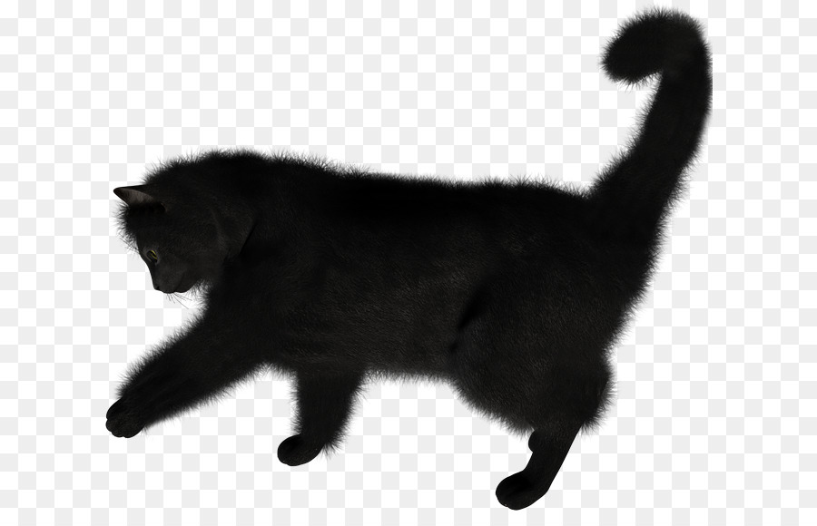 Kucing Hitam，Bulu PNG