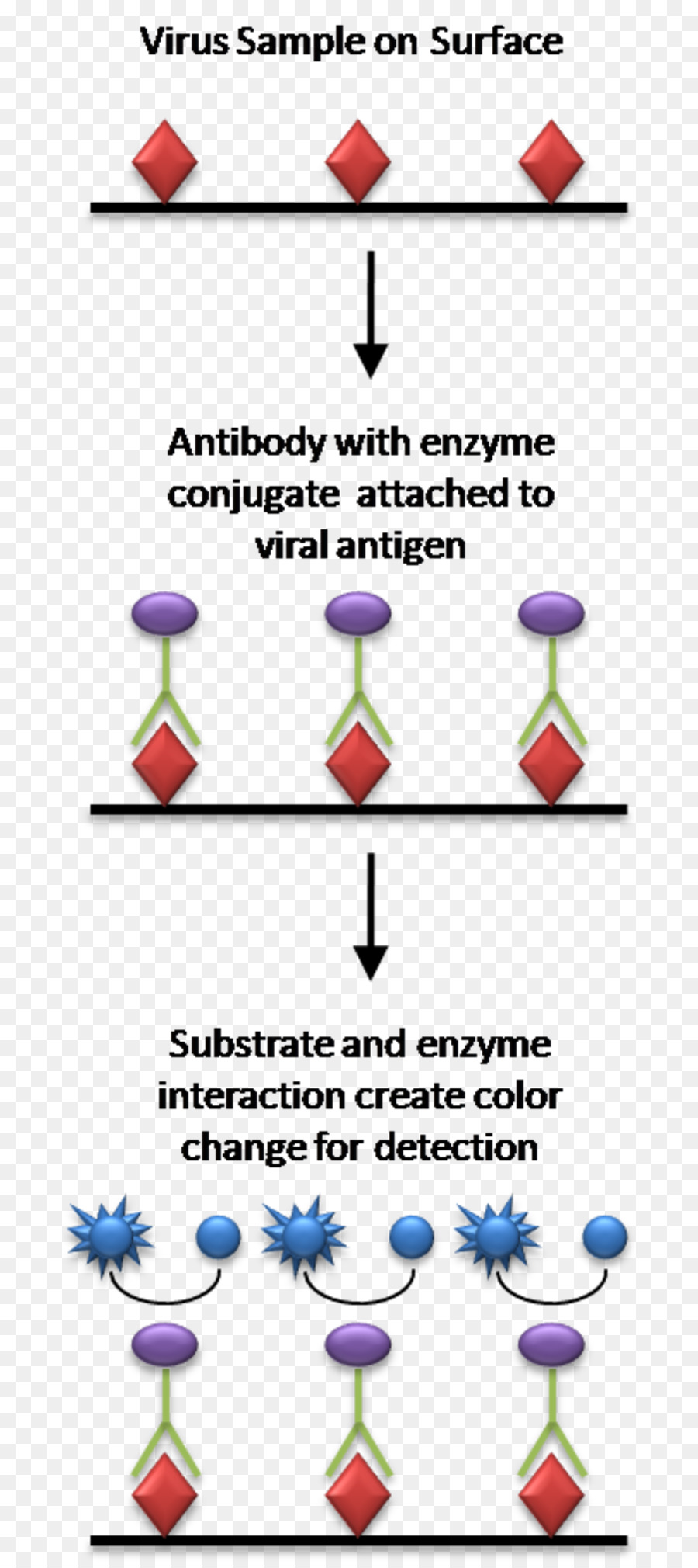 Elisa，Radioimmunoassay PNG