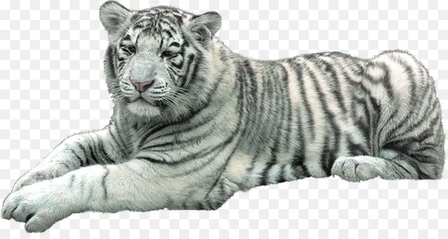 Harimau，Felidae PNG