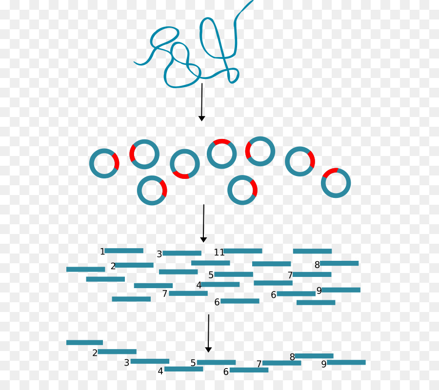 Kloning Molekuler，Biologi Molekuler PNG