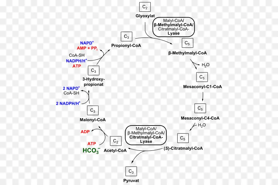 Methylmalonylcoa，Propionylcoa PNG