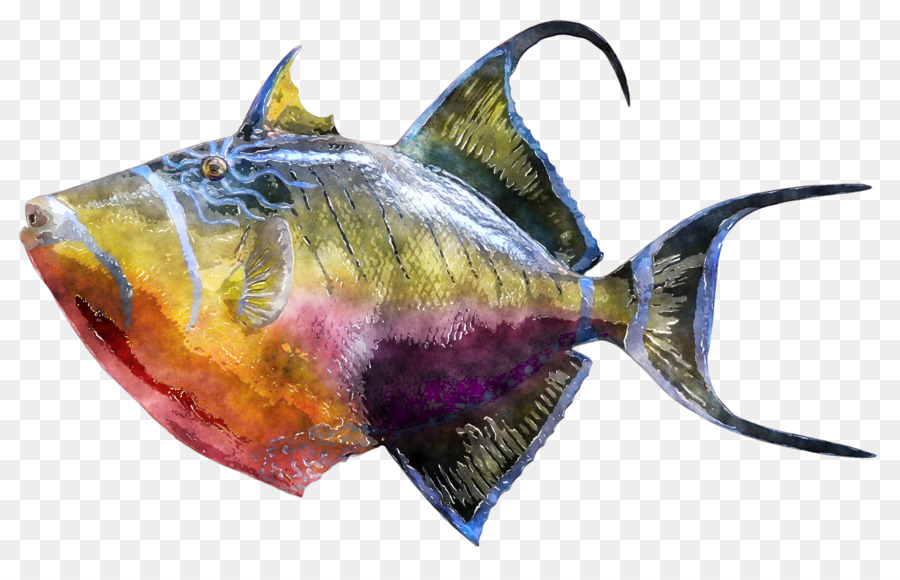 Triggerfish，Fotografi PNG