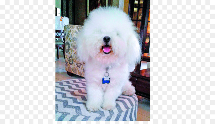 Anjing Maltese，Anjing Bolognese PNG