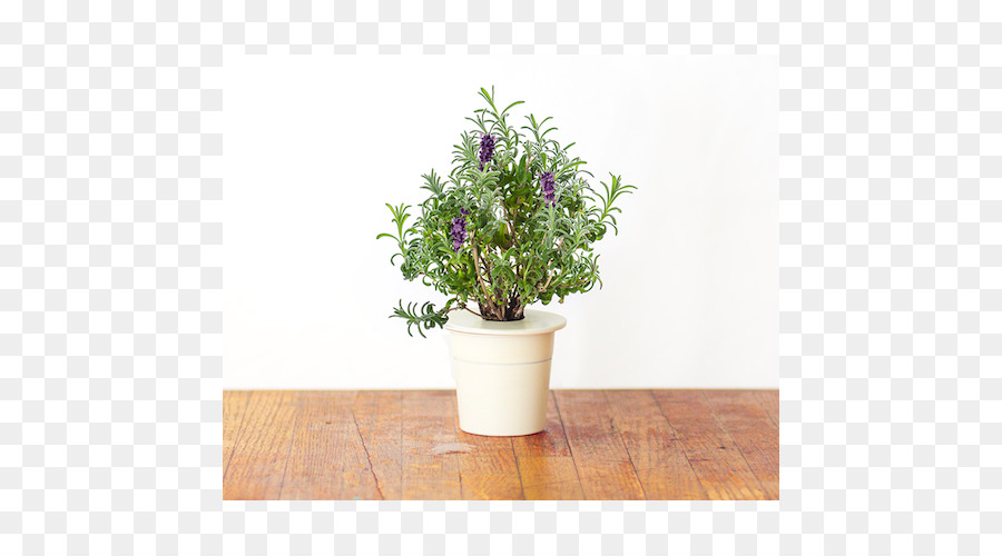 Lavender Inggris，Pabrik PNG