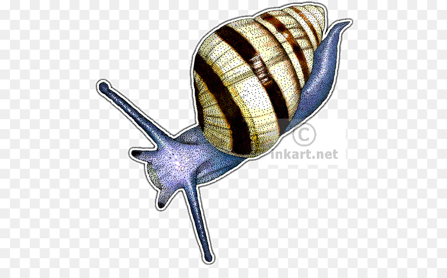 Siput，Gambar PNG