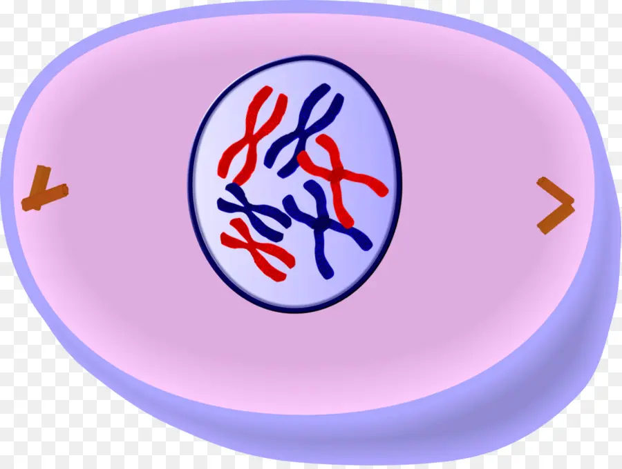 Profase，Mitosis PNG