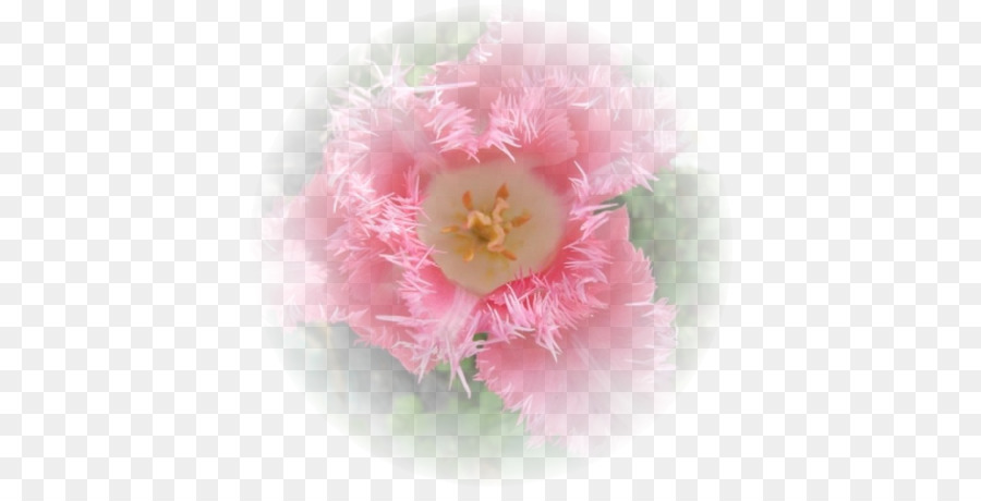 Peony，Pink M PNG