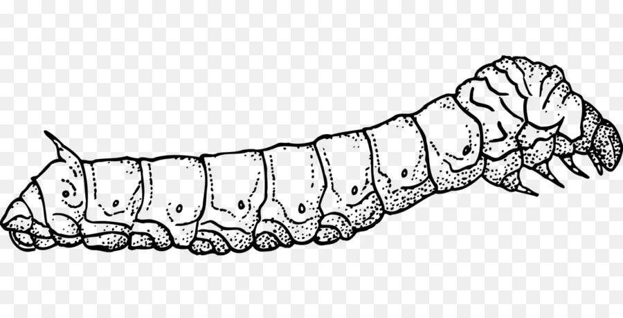 Ulat，Larva PNG