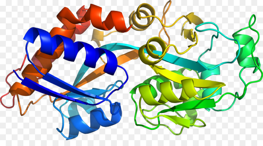 Struktur Protein，Molekul PNG