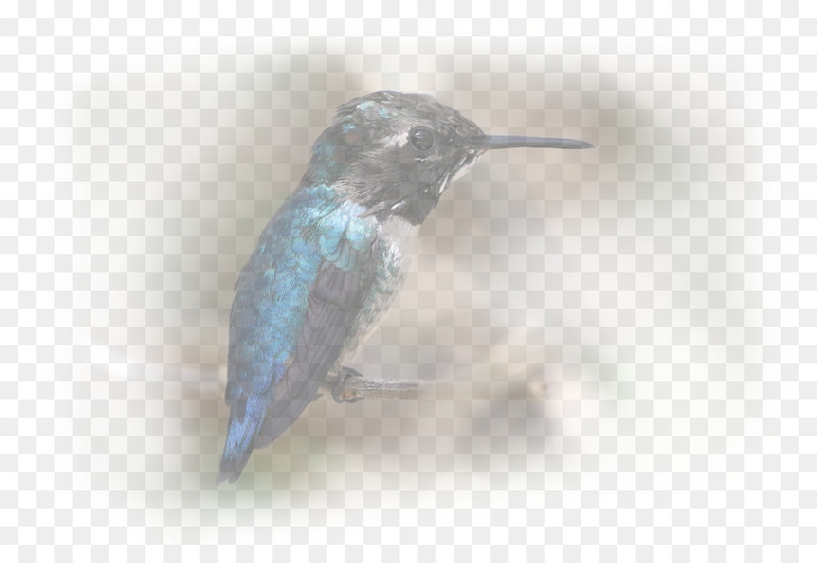 Hummingbird，Fauna PNG