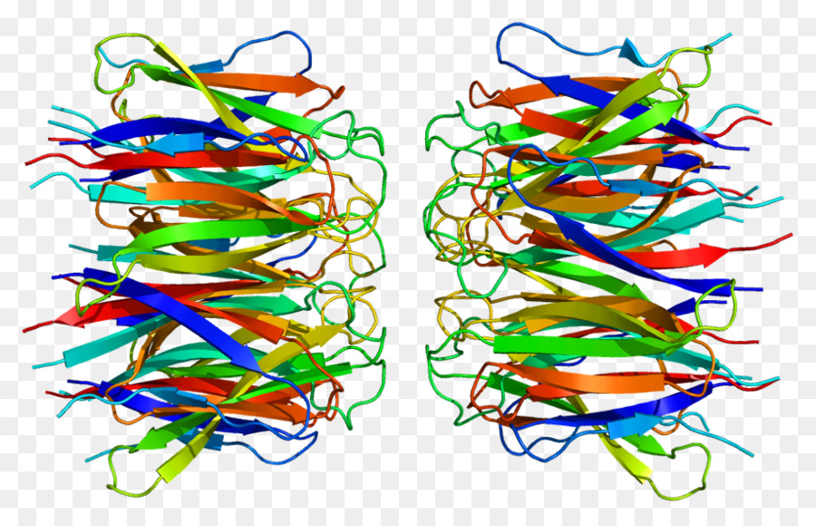 Npm1，Nucleolus PNG