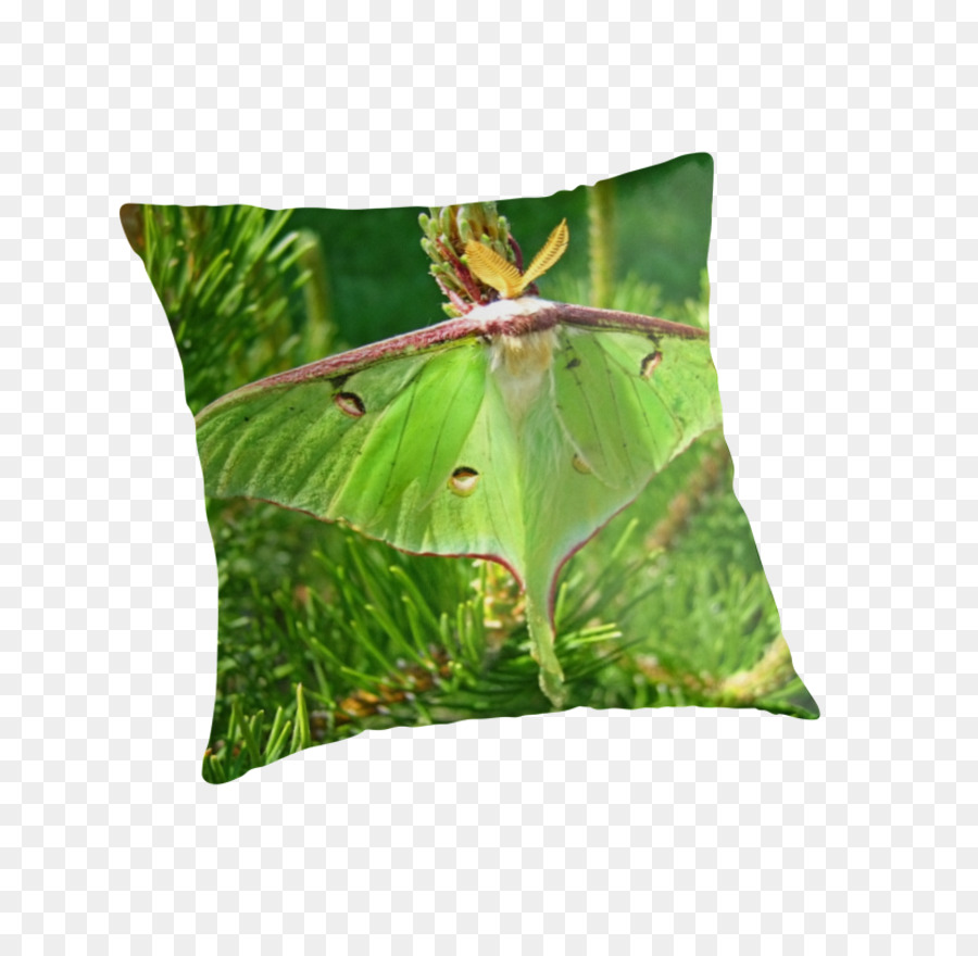 Bantal， PNG