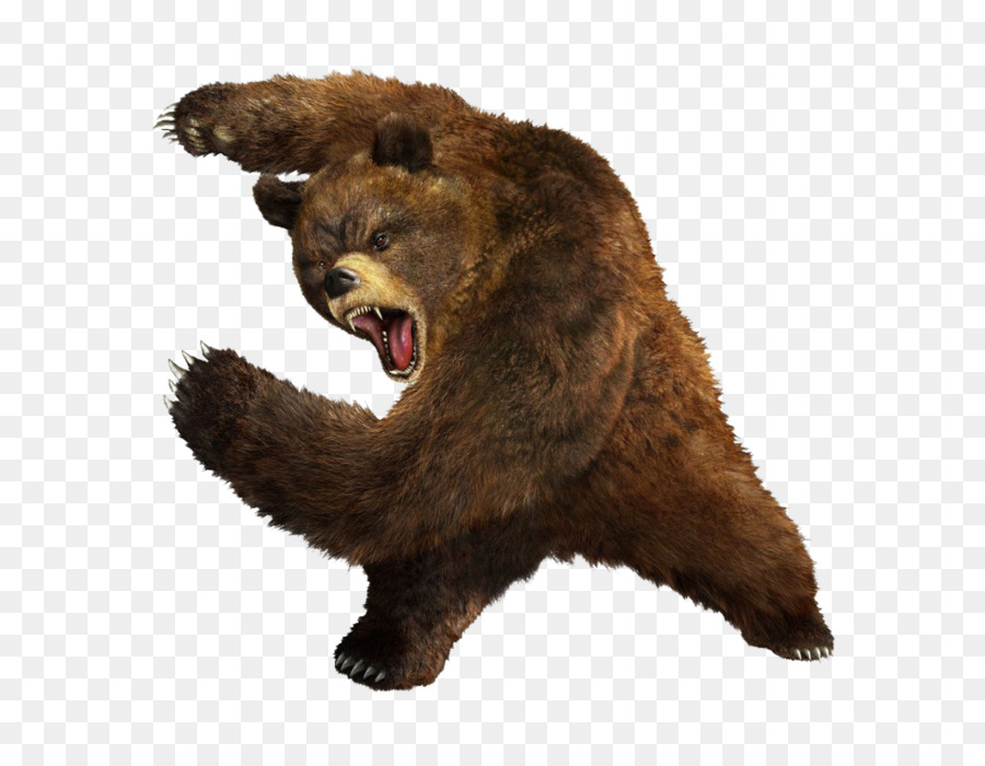 Beruang，Mewah Beruang PNG