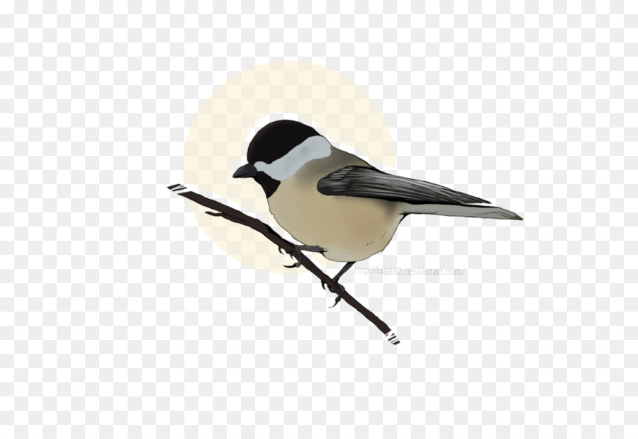 Chickadee，Paruh PNG