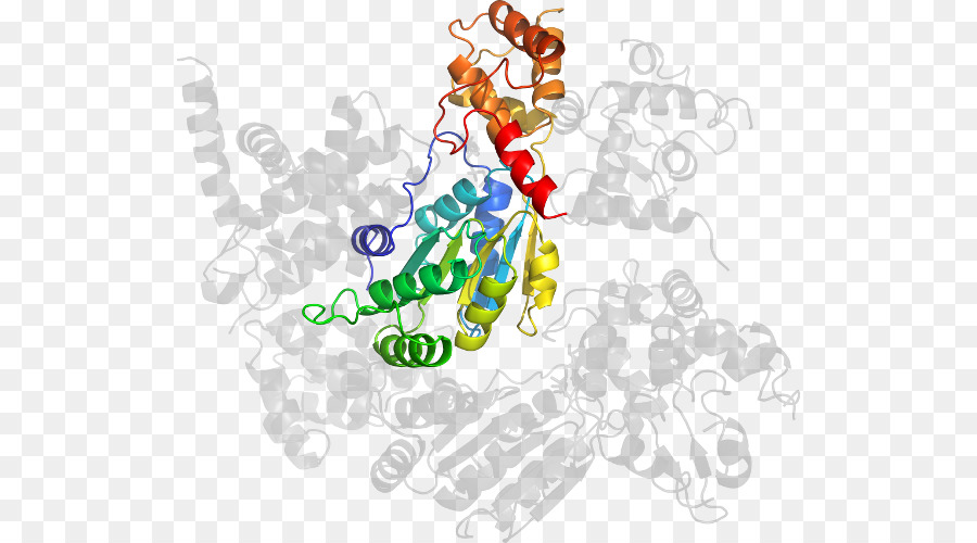 Struktur Protein，Molekul PNG