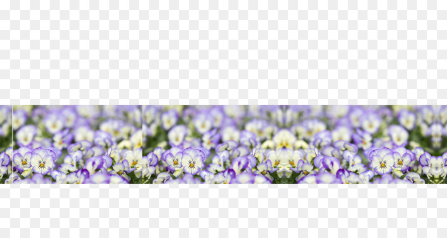 Lavender Inggris，Lavender PNG