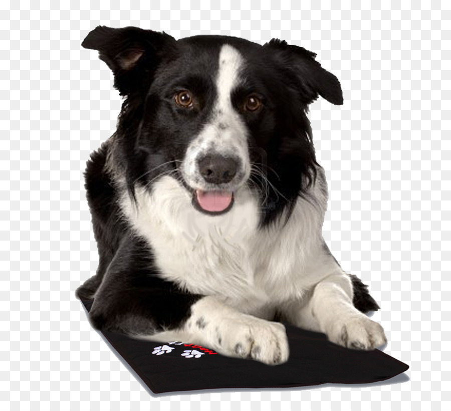 Border Collie，Collie Kasar PNG