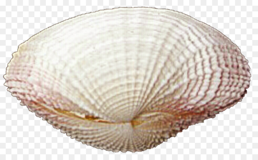 Kerang Laut，Laut PNG