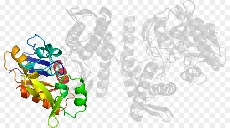 Struktur Protein，Molekul PNG