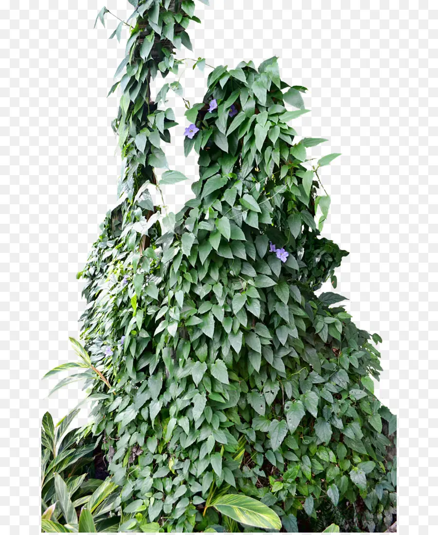 Ivy，Anggur PNG