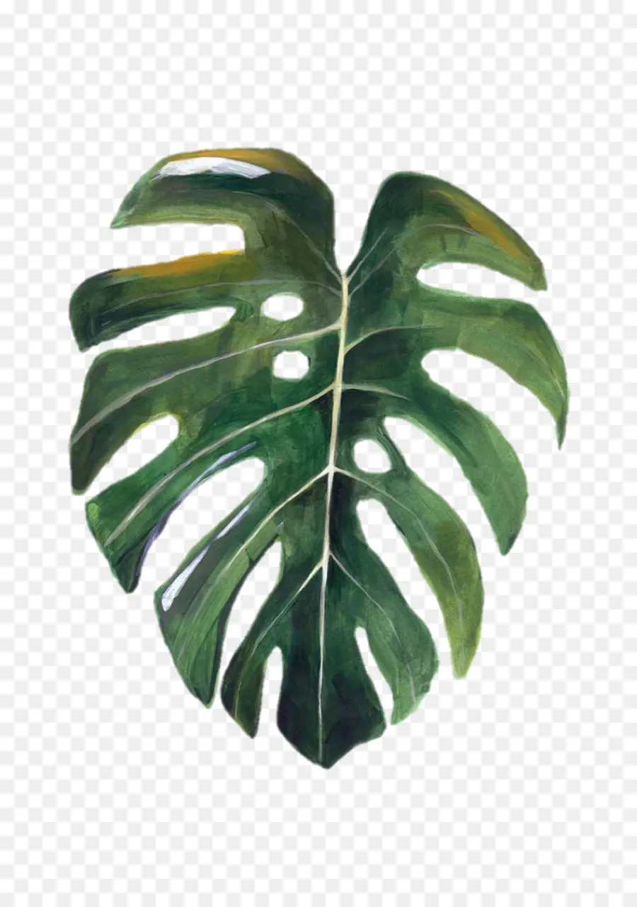 Daun Monstera，Tanaman PNG