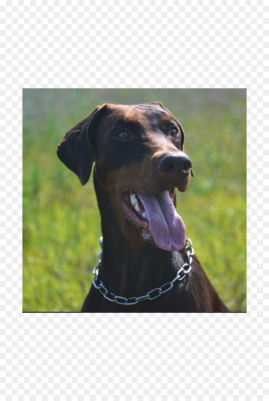 Dobermann，Jerman Bulldog PNG