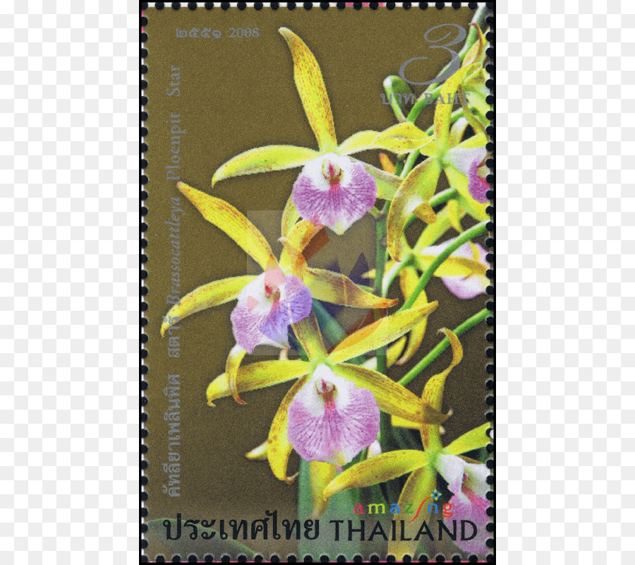 Phalaenopsis Equestris，Anggrek Cattleya PNG