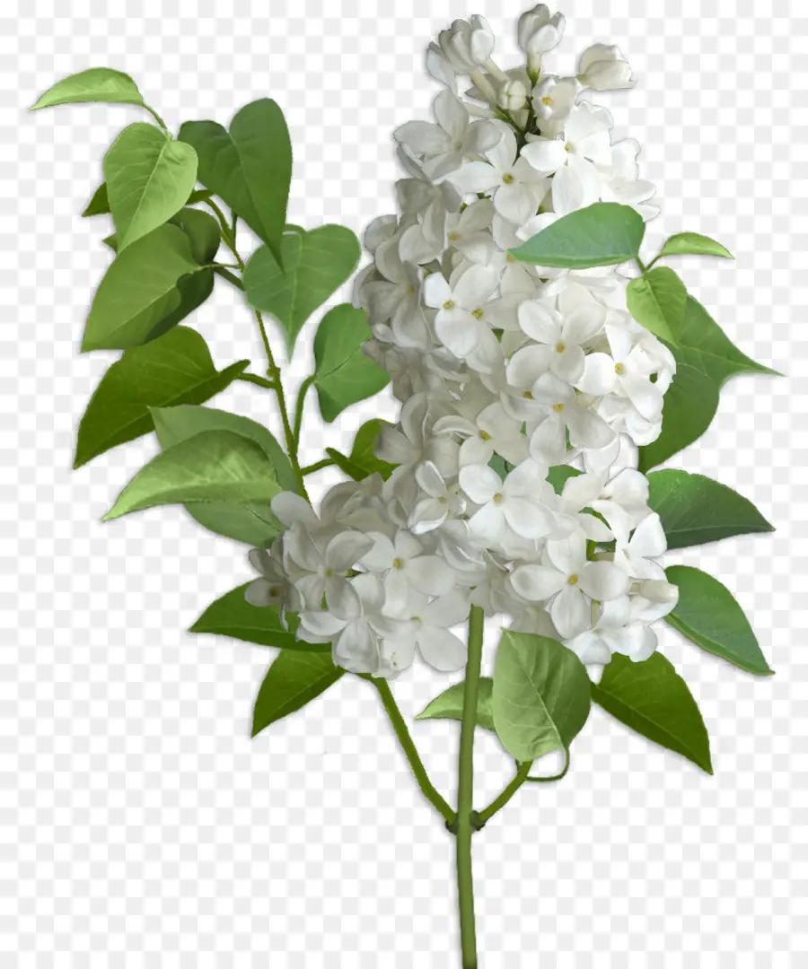 Ungu，Hydrangea PNG