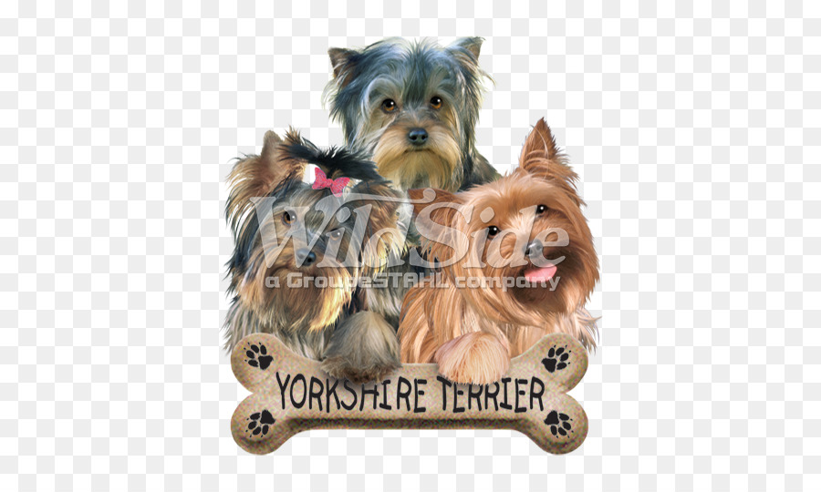 Yorkshire Terrier，Australia Silky Terrier PNG