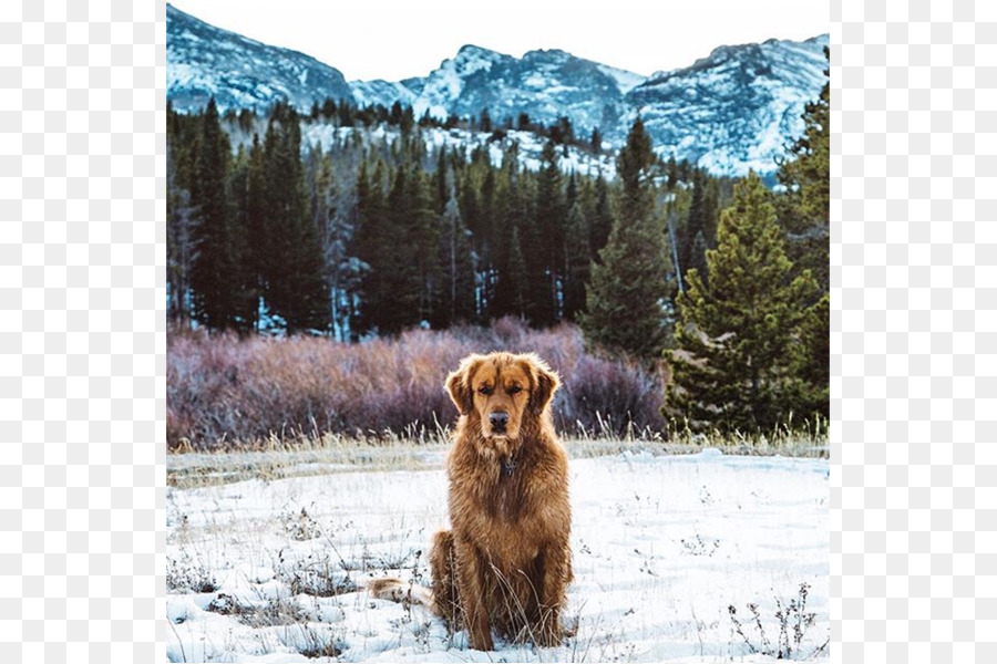 Golden Retriever，Nova Scotia Bebek Berdentang Retriever PNG