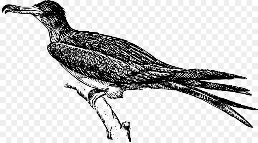 Frigatebird，Burung PNG