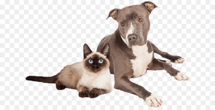 Pit Bull，American Pit Bull Terrier PNG