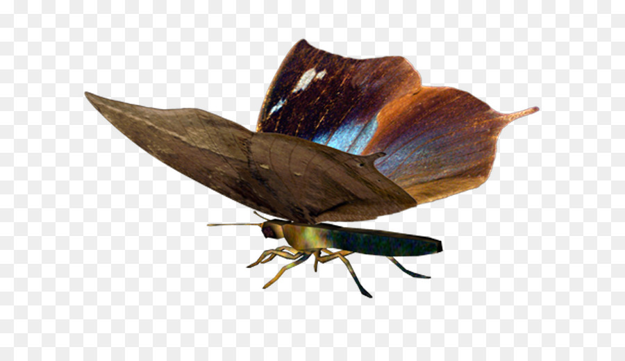 Gossamerwinged Kupu Kupu，Kupu Kupu PNG