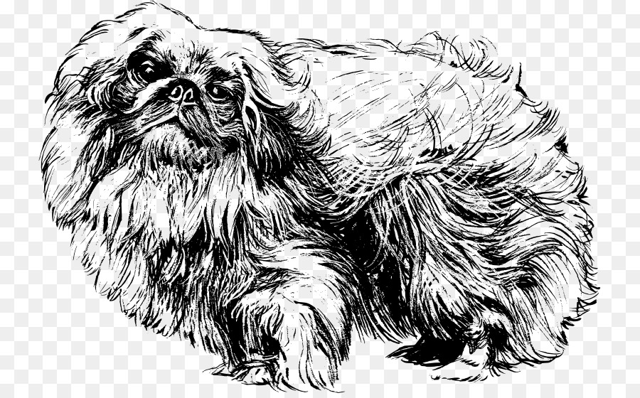 Peking，Shih Tzu PNG