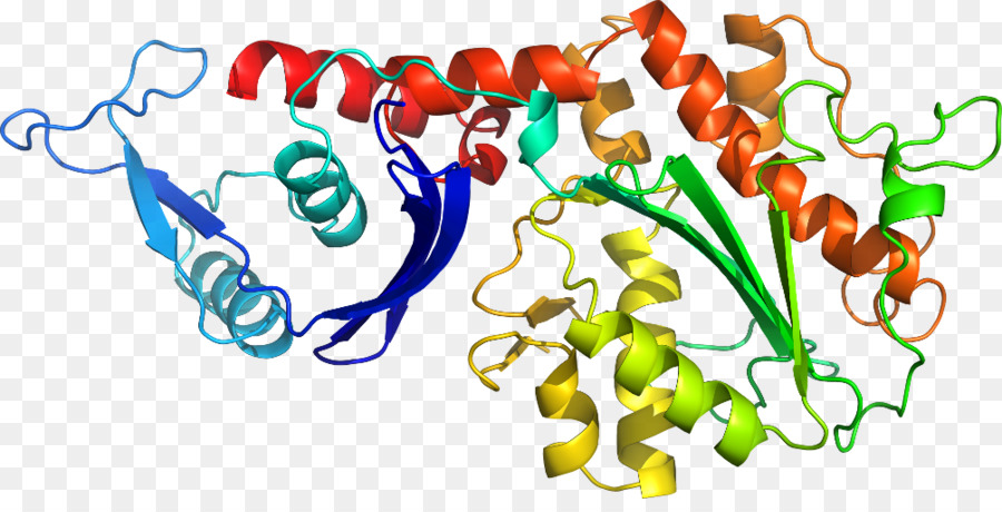 Struktur Protein，Molekul PNG