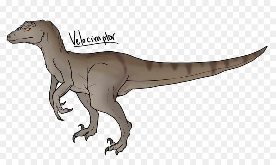 Velociraptor，Tyrannosaurus PNG