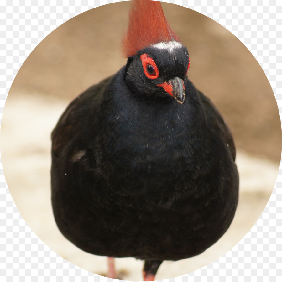 Paruh，Galliformes PNG