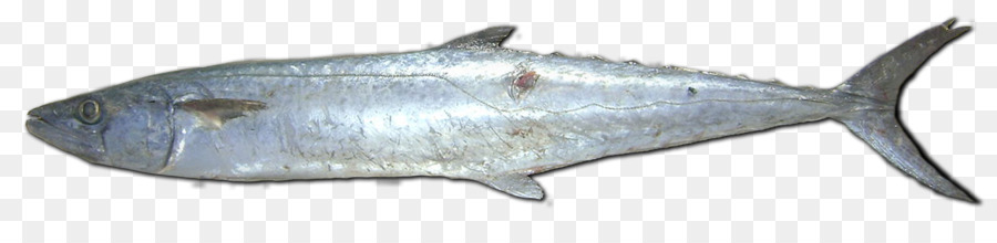 Ikan Bandeng，Hiu PNG