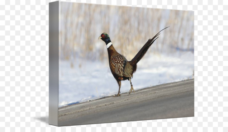 Pheasant，Fauna PNG