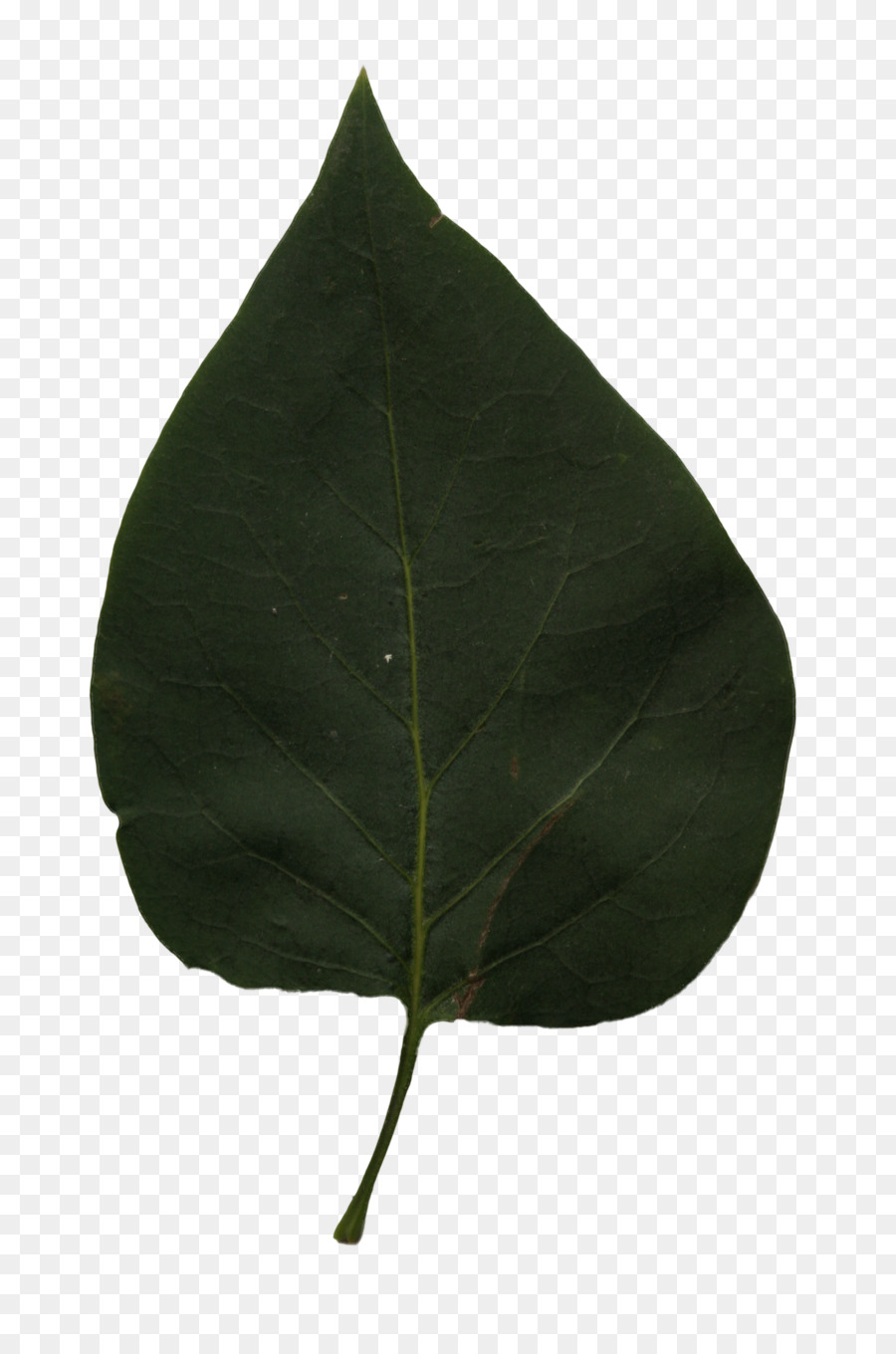 Daun，Hijau PNG