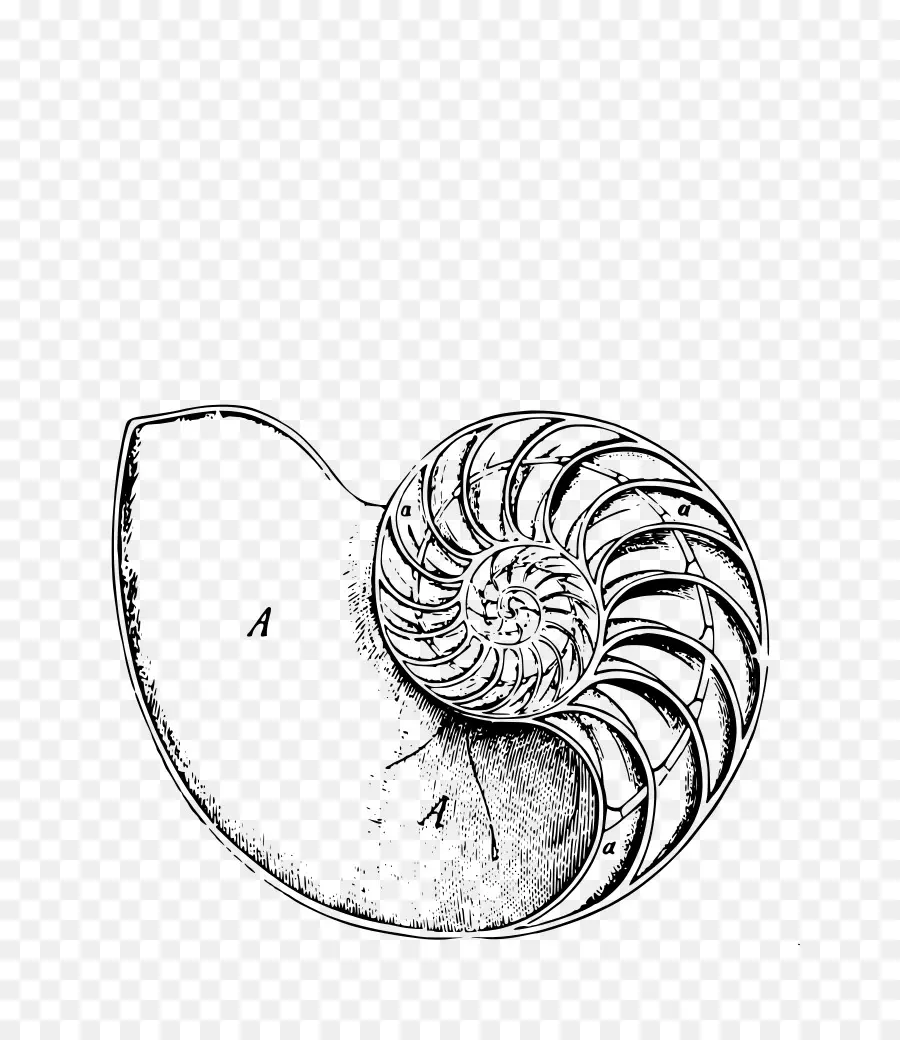 Cangkang Nautilus，Laut PNG