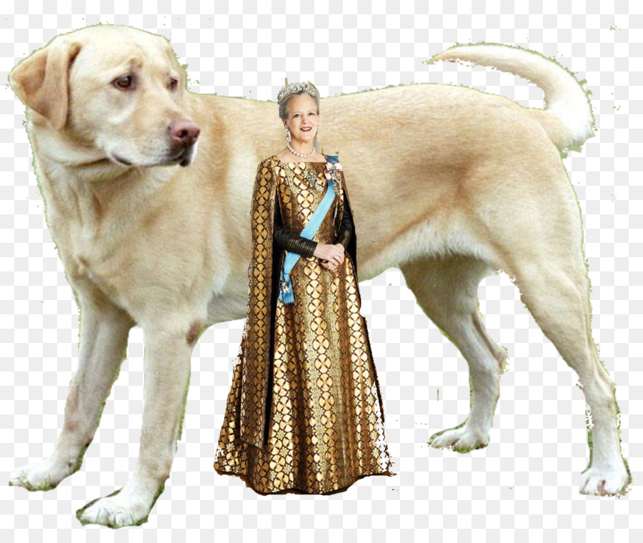 Anjing，Anjing Perlengkapan PNG